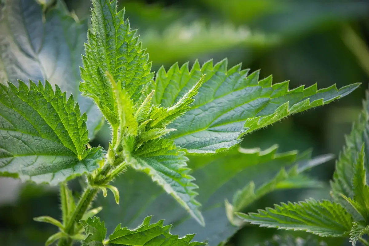 Beginner's Guide to Foraging Nettles: Safety, Season and Recipes
